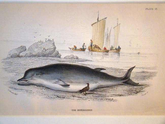 A 19th century hand colored engraving of a whale published in 1837 by W.H. Lizars